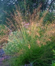 Prairie dropseed in bloom - Sporobolus heterolepis