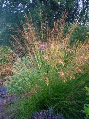 Prairie dropseed in bloom - Sporobolus heterolepis