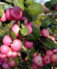 Symphoricarpos x doorenbosii 'Ariso' MARLEEN