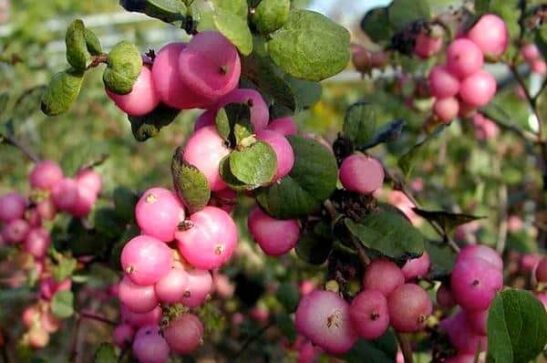 Symphoricarpos x doorenbosii ‘Ariso’ MARLEEN