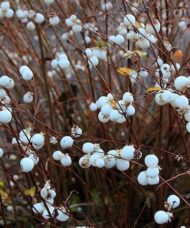 White Snowberry - Symphoricarpos albus