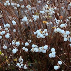 White Snowberry - Symphoricarpos albus
