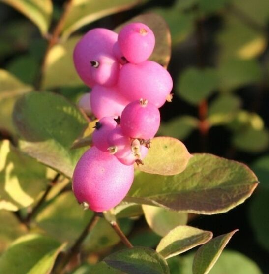 Symphoricarpos x doorenbosii 'Marleen' flower Symphoricarpos x doorenbosii 'Marleen' flower