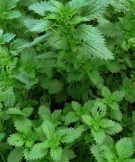 Stinging Nettle Plant - Urtica dioica foliage