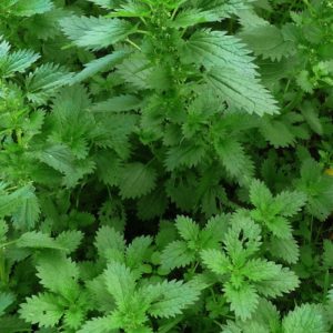 Stinging Nettle Plant - Urtica dioica foliage