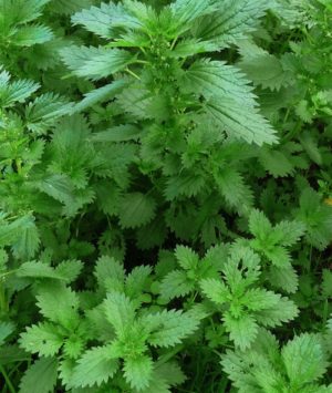 Stinging Nettle Plant - Urtica dioica foliage