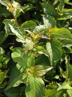 Weigela florida 'Red Prince' foliage Weigela florida 'Red Prince'