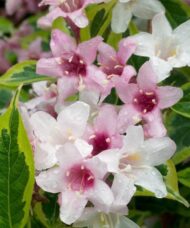 Weigela florida 'Variegata’ - Variegated Weigela