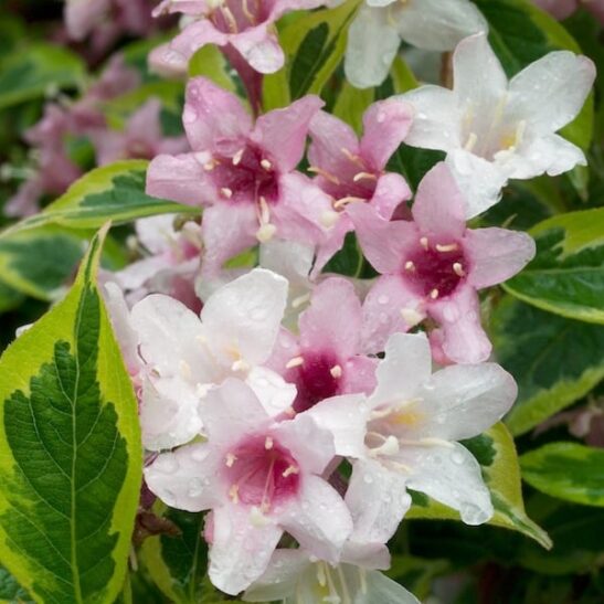 Weigela florida 'Variegata’ - Variegated Weigela