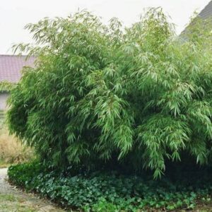 Large Fargesia Rufa Bamboo beside a house.