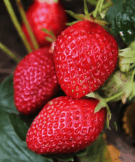 Frageria Albion Strawberry plant with bright red, conical berries.
