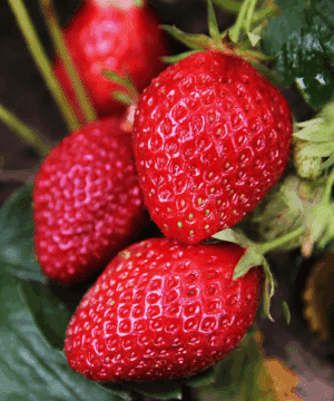 Frageria Albion Strawberry plant with bright red, conical berries.