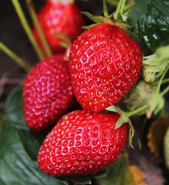Frageria Albion Strawberry plant with bright red, conical berries.