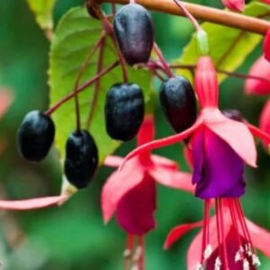 Hardy Chilean Fuchsia fruit and flowers.