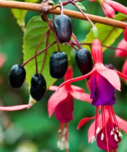 Fuchsia riccartonii fruits | Hardy chilean fuchsia Hardy Chilean Fuchsia fruit and flowers.