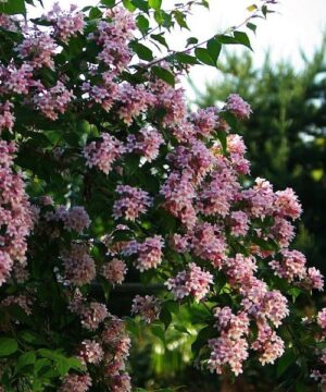 Kolkwitzia amabilis 'Pink Cloud' Beautybush 'Pink Cloud'