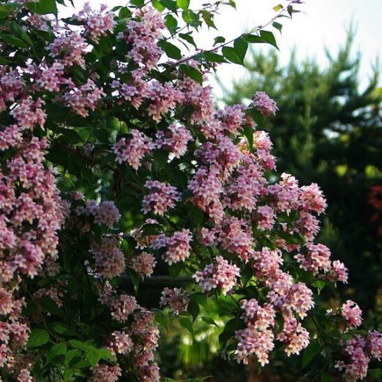 Kolkwitzia amabilis 'Pink Cloud' Kolkwitzia amabilis 'Pink Cloud' Beautybush 'Pink Cloud'
