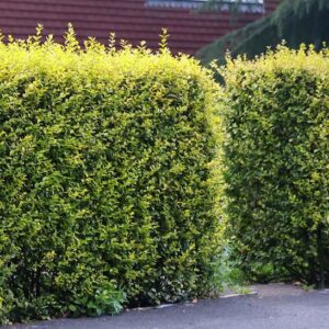Tall Golden Privet hedge pruned to a box.