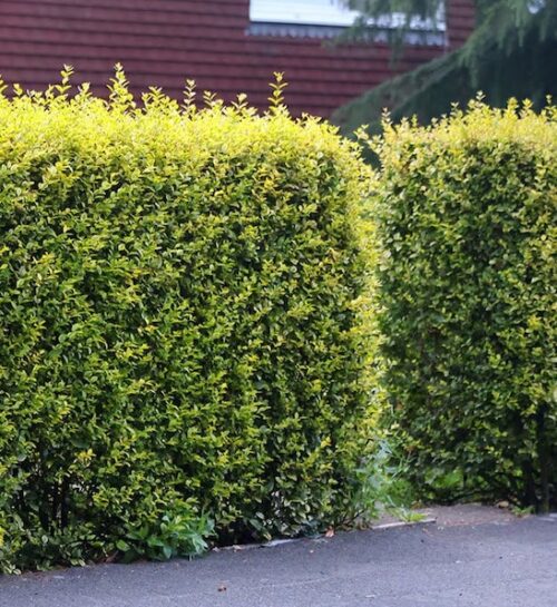 Tall Golden Privet hedge pruned to a box.