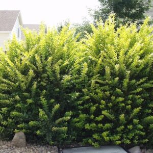 Two Golden Privet specimens beside one another.