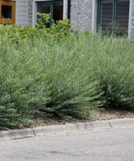 A hedge of three Dwarf Arctic Willow shrubs.
