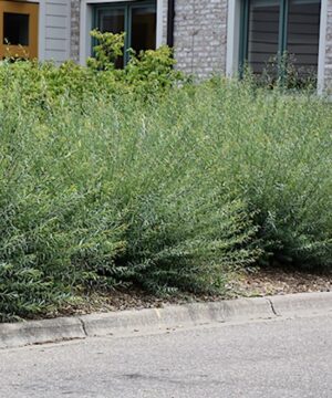 A hedge of three Dwarf Arctic Willow shrubs.