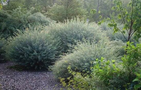 Dwarf blue arctic willow | Salix purpurea nana planting Three mature Dwarf Blue Arctic Willow in a naturalized garden.