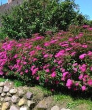 Mass planting of Anthony Waterer Spirea red spirea shrub covered in crimson flowers.