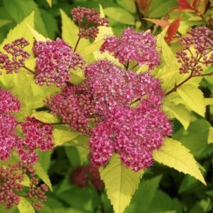 spirea-goldflame