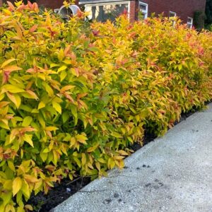 spirea-japonica-gold-flame