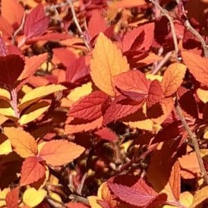 spirea japonica goldmound fall leaves 300x300 - Spiraea japonica 'Goldmound'