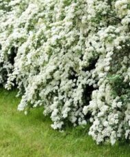 Spiraea x vanhouttei