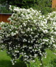 Snowball Bush blanketed with white snowball flowers.