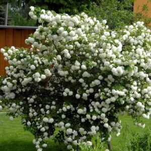 Snowball Bush blanketed with white snowball flowers.