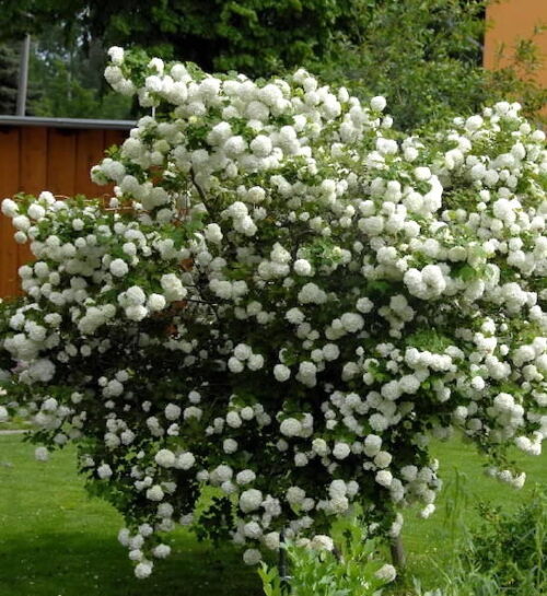 Snowball Bush blanketed with white snowball flowers.