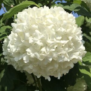 Snowball bush | Viburnum opulus Roseum flower