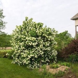 viburnum-opulus-roseum-snowball-bush-in-landscape