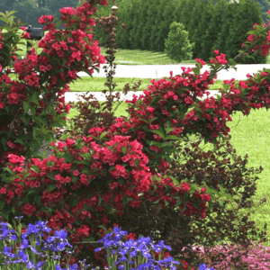 Shrubs of Red Prince Weigela with arching branches full of red flowers.