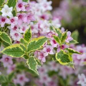 Variegated Wegelia bush of variegated leaves of green and yellow, covered in beautiful pink and white blooms.