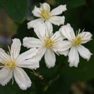 Clematis fargesioides 'Summer Snow'