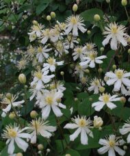 Clematis 'Paul Farges' SUMMER SNOW - Clematis fargesioides 'Summer Snow' in full bloom
