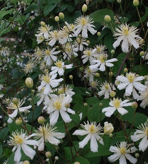 Clematis 'Paul Farges' SUMMER SNOW - Clematis fargesioides 'Summer Snow' in full bloom