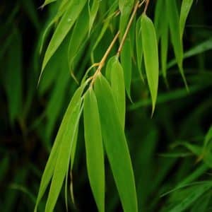 Sunset glow bamboo - Fargesia dracocephala 'Rufa'