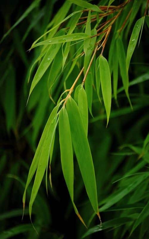 Sunset glow bamboo - Fargesia dracocephala 'Rufa'