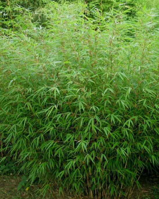 Sunset Glow Bamboo | Fargesia rufa | Fargesia dracocephala 'Rufa