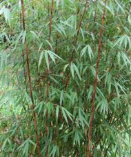 Scabrida Bamboo - Fargesia sp. 'Scabrida'