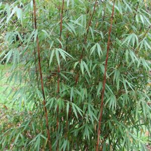 Scabrida Bamboo - Fargesia sp. 'Scabrida'