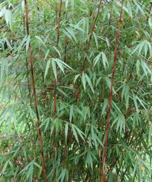 Scabrida Bamboo - Fargesia sp. 'Scabrida'