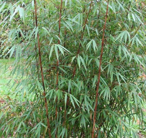 Scabrida Bamboo - Fargesia sp. 'Scabrida'
