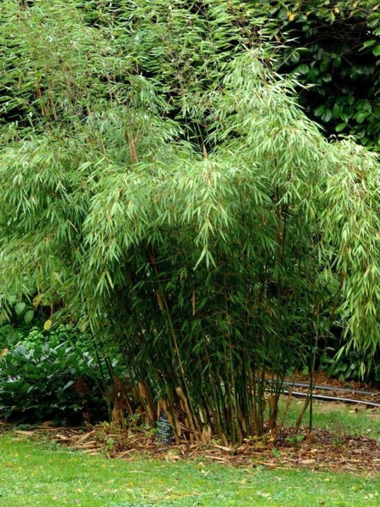 Fargesia sp. 'Scabrida' habit Fargesia sp. 'Scabrida'